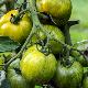 Tomate stri�e Green Zebra bio