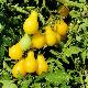 Tomate cerise jaune poire