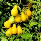 Tomate cerise jaune poire bio
