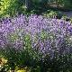 Lavande officinale, Lavande vraie