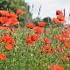 Coquelicots des Champs