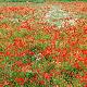 Coquelicots des Champs