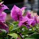 Bougainvillier violet de M�ze