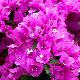Bougainvillier violet de M�ze