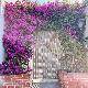 Bougainvillier violet de M�ze