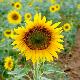 Tournesol commun
