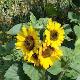 Tournesol � fleurs multiples