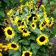 Tournesol � fleurs multiples