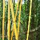 Bambou moyen aureosulcata