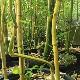Bambou moyen aureosulcata