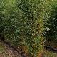 Bambou moyen aureocaulis 