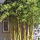 Bambou moyen Spectabilis 