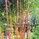Bambou moyen Spectabilis 