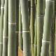 Bambou � encens