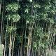 Bambou noble vert