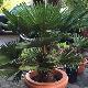 Palmier miniature du Chusan