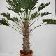Palmier miniature du Chusan