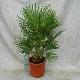 Palmier nain de M�diterran�e