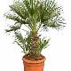 Palmier nain de M�diterran�e