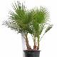 Washingtonia du Mexique