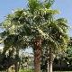 Washingtonia du Mexique