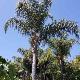 Palmier de la reine, Cocotier plumeux