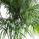 Palmier Kentia