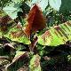 Musa sikkimensis 'Red Tiger'