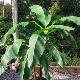 Bananier rustique Dajiao