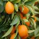 Kumquat