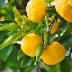 Yuzu, Citron japonais