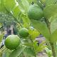 Limettier, Citron vert