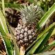 Ananas Monte Gold