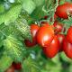 Tomates en arbre, Tamarillo