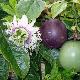 Fruit de la passion, Grenadille