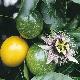 Fruit de la passion, Grenadille
