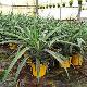Ananas comosus