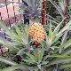 Ananas comosus