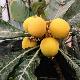 N�flier du Japon, Bibacier, Loquat