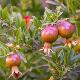 Grenadier � fruits