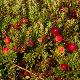 Canneberge, Cranberry � gros fruits