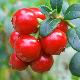 Canneberge, Cranberry � gros fruits