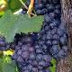 Vigne � raisin