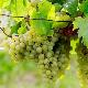 Vigne � raisin blanc