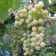 Vigne � raisin blanc