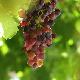 Vigne � raisin rouge sans p�pins