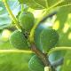 Figuier � fruits