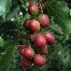Kiwa� � fruits rouges