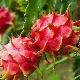 Pitaya de Floride, Fruit du dragon