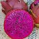 Pitaya de Floride, Fruit du dragon